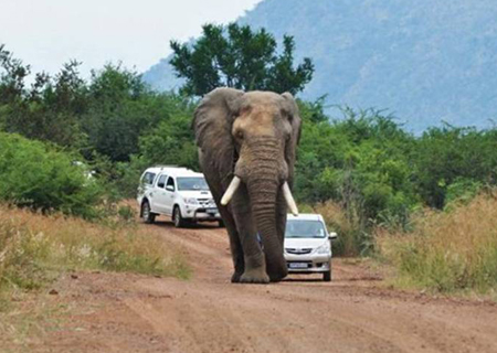 Elephant and car on road