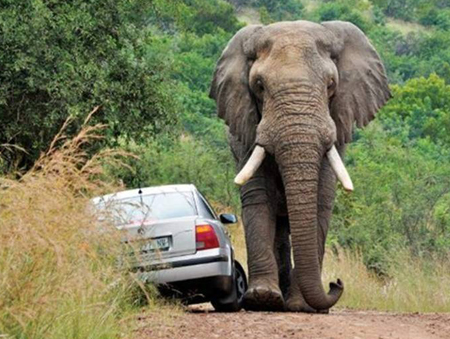 Elephant and car on road