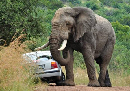 Elephant and car on road