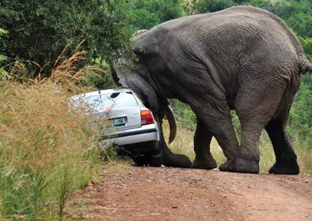 Elephant and car on road