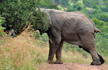 Elephant and car on road