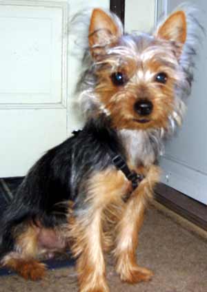 Finn the Silky Terrier