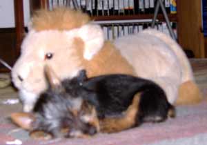 Finn the Silky Terrier with toy