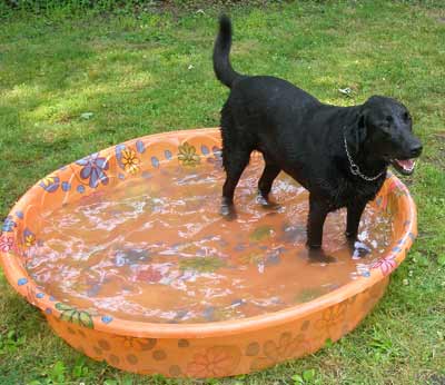 Black Labrador Retriever Hogan in pool