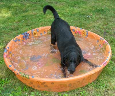 Black Lab Hogan in pool