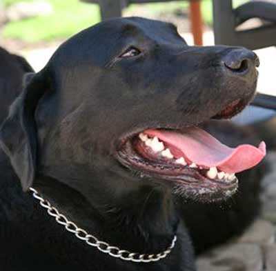 Black Labrador Retriever Hogan