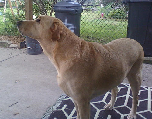 Murphy the yellow labrador retriver