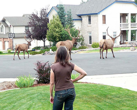 Gang of moose in neighborhood