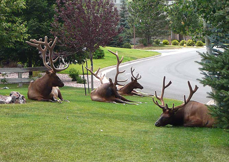 Gang of moose in neighborhood