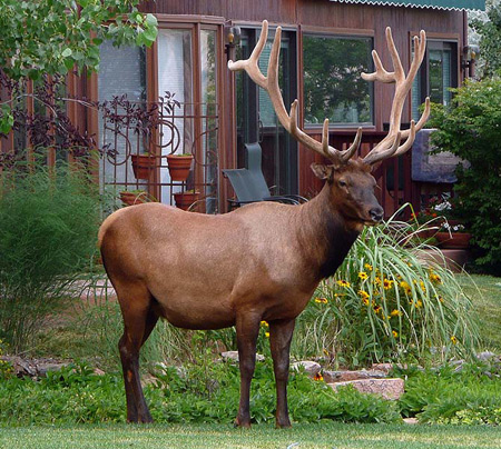 Gang of moose in neighborhood