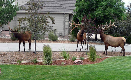 Gang of moose in neighborhood