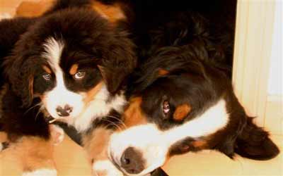 Bernese Mountain Dog Luke and Hub