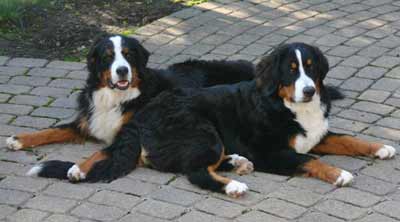 Bernese Mountain Dogs Hub and Luke