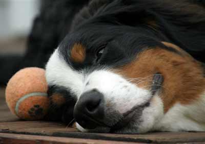 Bernese Mountain Dog Hub sleeping next to ball