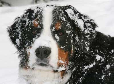 Bernese Mountain Dog Hub in the snow