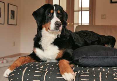 Bernese Mountain Dog Luke as a puppy