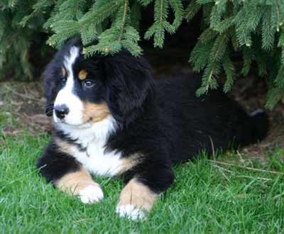 Bernese Mountain Dog Luke as a puppy