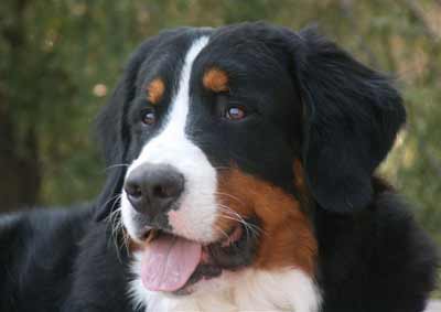 Bernese Mountain Dog Luke