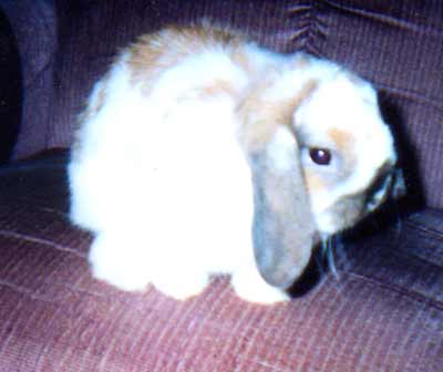 Princess the Cleveland pet bunny rabbit