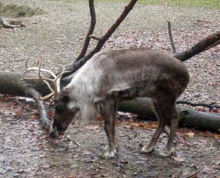 Cleveland Metroparks Zoo reindeer