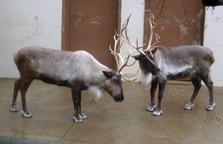 Reindeer antlers at Cleveland Metroparks Zoo