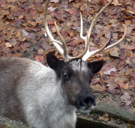 Reindeer at Cleveland Metroparks Zoo
