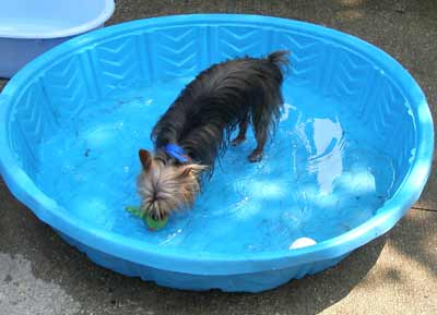 Finn the Silky Terrier dog in pool