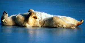 Polar bear sleeping