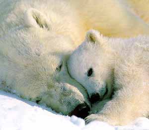 polar bear mother and cub