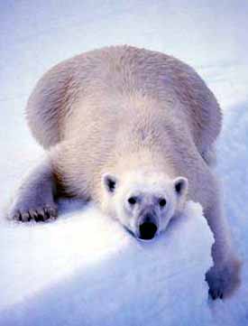 polar bear