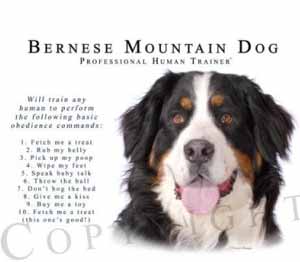 Bernese Mountain Dog