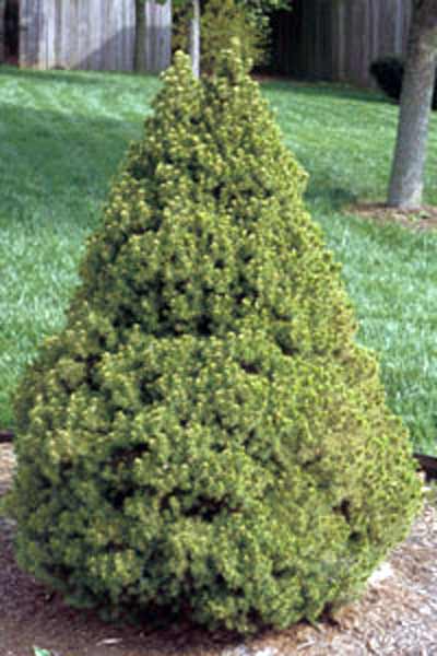 Dwarf Alberta Spruce Tree