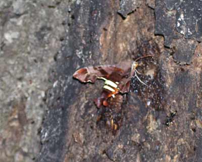 white foam on oak tree attracting insects