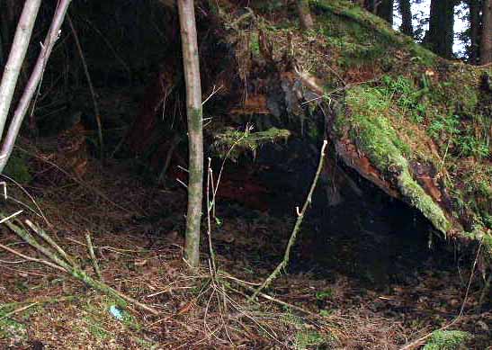 Bear Den