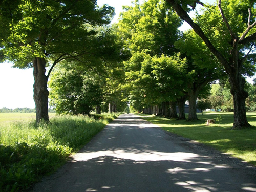 Sugar maple allee