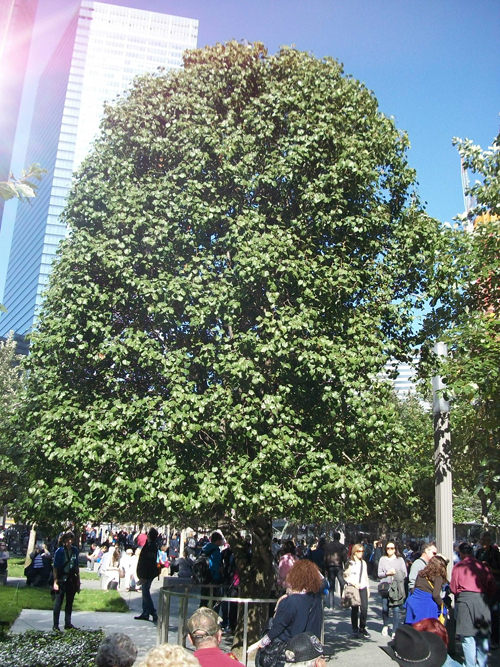 Survivor Tree, a badly-damaged Callery pear tree at 9-11 Memorial