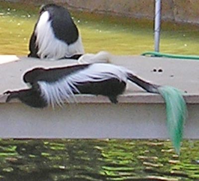 colobus monkeys on Cleveland Zoo Monkey Island