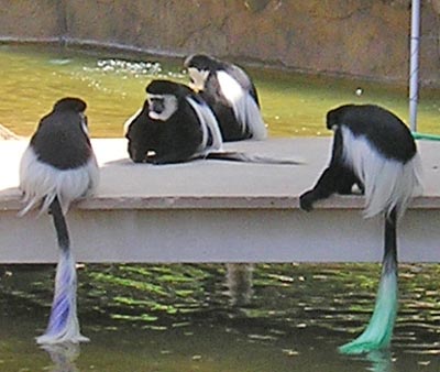 colobus monkeys on Cleveland Zoo Monkey Island