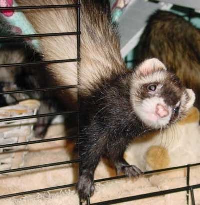 Booger the Ferret