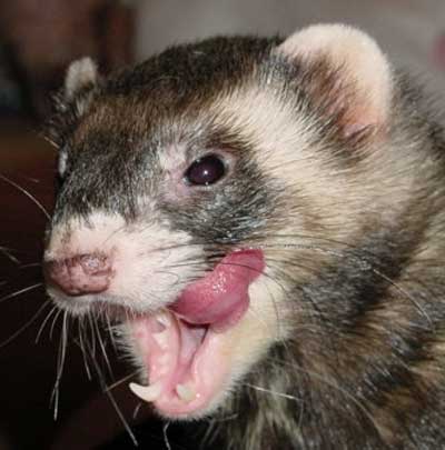 Chip the Ferret