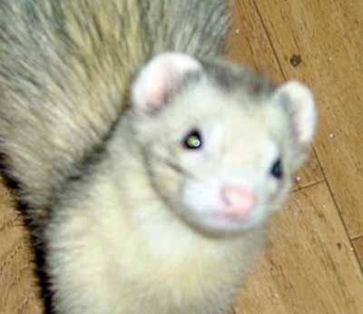 Fletch the Ferret