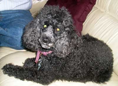 Rabbi Fred and Helen  Eisenberg's Toy Poodle Dolly